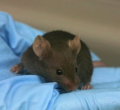 Illustration for article titled Rodents That Go Missing in Scientific Papers Can Skew Results